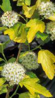 Physocarpus opulifolius Darts Gold. Ninebark Darts Gold buy online UK delivery.