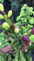 Picea Abies Acrocona or Norway Spruce trees, beautiful ornamental conifers with bright red cones, buy online with UK delivery.