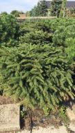 Picea Abies Nidiformis is also known as bird