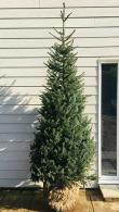 Picea Omorika, Serbian Spruce or Bosnian Spruce,