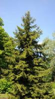 Picea Orientalis Aureospicata Caucasian spruce