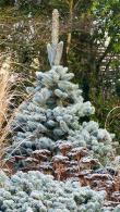 Picea Pungens Edit or Colorado Spruce Edith