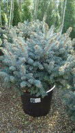 Picea Pungens Globosa, Low Growing Conifers, UK