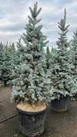 Picea Pungens Hoopsii Colorado Spruce or Blue Spruce