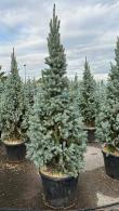 Picea Pungens Iseli Fastigiate, Colorado Spruce or Blue Spruce