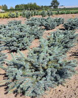 Picea Pungens Karpaten or Colorado Spruce Karpaten Dwarf Conifer