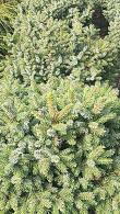 Picea Lutzii Machala or Lutz Spruce Machala has a compact, rounded shape with grey/green needles, a pretty dwarf pine tree for sale online UK.