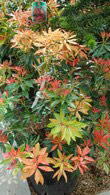 Pieris Japonica forest flame ornamental shrubs for sale at our London garden centre, buy online UK delivery