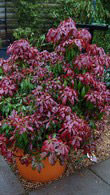 Pieris Katsura - acid loving shrub to buy online UK delivery