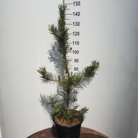Pinus Densiflora Oculus-Draconis