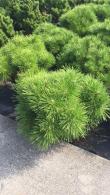 Pinus Densiflora Jane Kluis a pretty, dense conifer, slow growing and compact habit. Buy online with UK delivery.