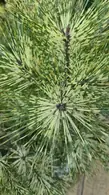 inus densiflora ‘Rainbow’ with colourful foliage and distinctive pine needles.