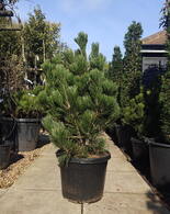 Pinus Heldreichii Malink Dwarf Conifer