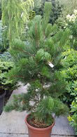 Pinus Leucodermis Satellit or Bosnian Pine trees for sale at our London plant centre, UK