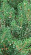 Pinus Mugo, coniferous shrub, Paramount Plants, Crews Hill, to buy London UK