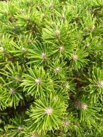 Pinus Mugo Benjamin is a compact dwarf pine with dense, deep green needles and a slow-growing, rounded habit, perfect for rock gardens, borders, and container planting.