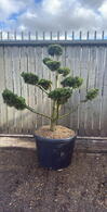 Pinus Mugo Gnom Cloud Tree Bonsai 8444 - £4500 