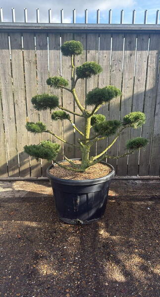 Pinus Mugo Gnom Cloud Tree Bonsai 8445 - £4500