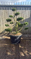 Pinus Mugo Gnom Cloud Tree Bonsai 8445 - £4500