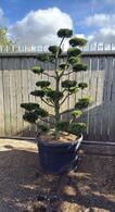 Pinus Mugo Gnom Cloud Tree Bonsai 8443 - £5750 