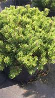 Pinus Mugo Kobold is a dwarf mountain pine, slow growing and compact habit, from our large conifer collection to buy online UK delivery.