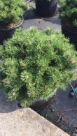 Dwarf mountain pine tree, Pinus Mugo Laurin, slow growing and very compact habit, forming a neat mound, many varieties of dwarf conifer for sale online UK.