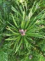 Pinus Mugo Mops is a compact, slow-growing dwarf pine with dense, dark green needles, making it an excellent choice for rock gardens, borders, or container planting.