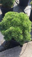 Pinus Mugo Mops is a decorative dwarf pine tree, particularly beautiful in Spring when new growth appears, very beautiful pine trees for sale UK.