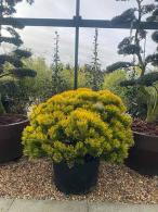 Pinus Mugo Carsten