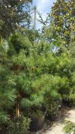 Pinus Nigra Austriaca