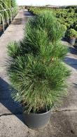 Pinus Nigra Green Rocket dwarf pine tree, also known as Black Pine Green Rocket, part of our large dwarf conifer collection for sale online UK.