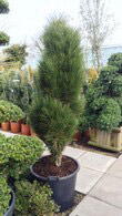 Pinus Nigra Green Tower, a fastigiated or narrow pillar-like upright pine.