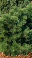 Pinus Nigra Hornibrookiana is also known as Dwarf Austrian Pine and Black European Pine - upright branches with strong needles, slow growing and compact - buy UK.