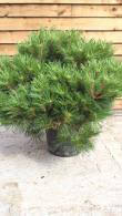 Dwarf Austrian Pine - Pinus Nigra Pierrick Bregeon, Brepo, for sale online UK delivery
