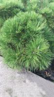 Pinus Nigra Spielberg, slow growing conifer with long needles, very attractive dwarf pine with compact habit and neat dome shape, buy online UK delivery.
