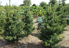 Pinus Parviflora Negishi or Japanese White Pine Negishi to buy online UK