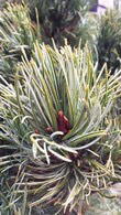 Pinus Parviflora Tempelhof or Tempelhof Japanese White Pine for sale online, UK delivery