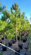Pinus Pinaster Maritime Pine