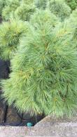 Pinus Strobus Blue Shag is an Eastern White Pine and has blue green long needles and a dense globular habit, slow growing and very attractive conifer, buy UK.