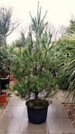 Pinus Strobus also known as Eastern White Pine or the Weymouth Pine - for sale online, London UK