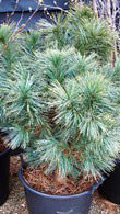 Pinus Strobus Globosa Nana, Pines UK