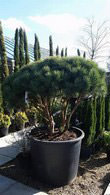 Pinus Sylvestris Dome shaped topiary pine - crown lifted pine trees for sale online UK