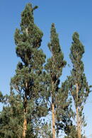 Pinus Sylvestris Fastigiata - upright, columnar Scots Pine trees for sale with UK delivery