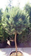 Pinus Sylvestris Watereri half standard topiary pines