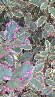 Pittosporum Tenuifolium Elizabeth for Sale Online UK and IRL