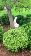 Pittosporum Tenuifolium Golf Ball evergreen shrub with globe shape, for sale online UK delivery.