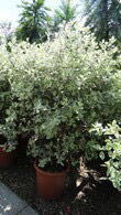 Pittosporum Tenufolium Online, Paramount Plants and Gardens UK
