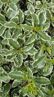 Pittosporum Tenuifolium Variegatum, commonly known as Variegated Pittosporum, pretty evergreen shrub for sale online UK delivery.