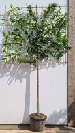 Pleached Cherry Laurel Trees for sale online with UK delivery