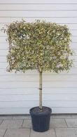 Pleached Japanese Privet Tree Variegated Trees or Pleached Ligustrum Japonicum Variegatum - evergreen trees in pleached form for stilted hedging and screening.